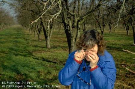 IPM staff: Carolyn Pickel uses hand lens to examine aphid egg on dormant buds.